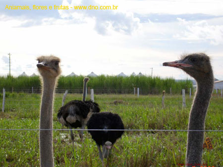 FloraAnimalAvestruz