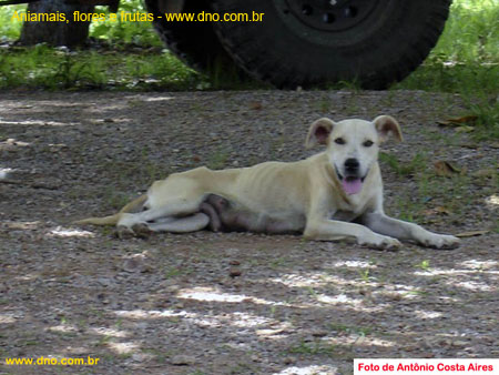 FloraAnimalCachorro
