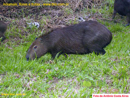 FloraAnimalCapivara