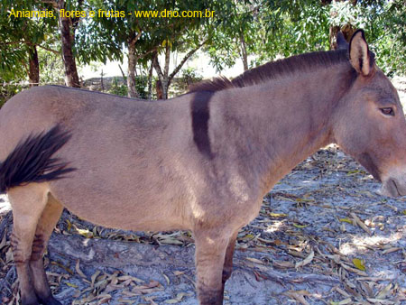 FloraAnimalJumento