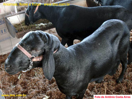 FloraAnimalOvelha1