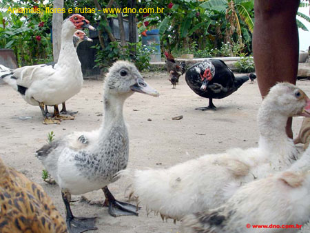 FloraAnimalPatos