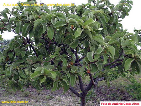FloraArvorePéDeMurici