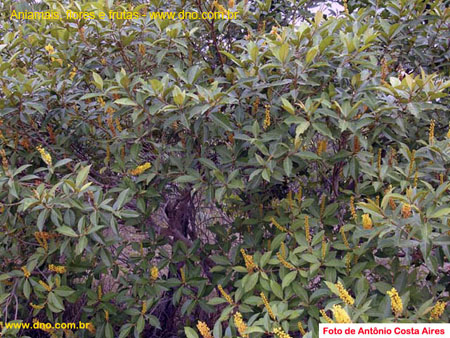 FloraArvorePéDeMuriciDoCampo