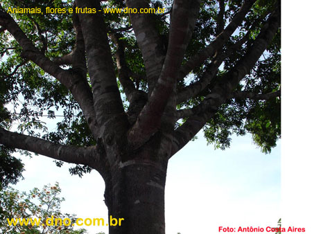 FloraArvoreTronco1