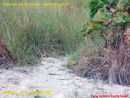 FloraCerradoCapím