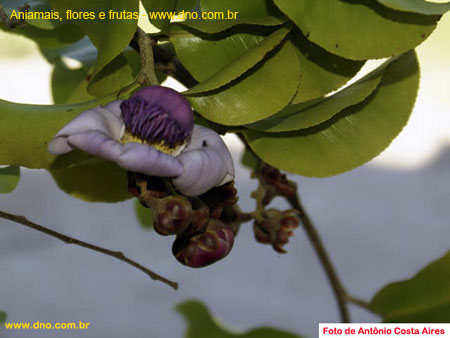 FloraFlorDianopolis_01