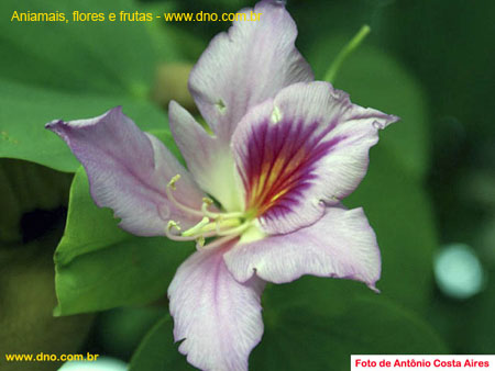 FloraFlorDianopolis_02