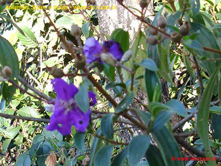 FloraFlorDianopolis_03