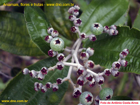 FloraFlorDianopolis_05