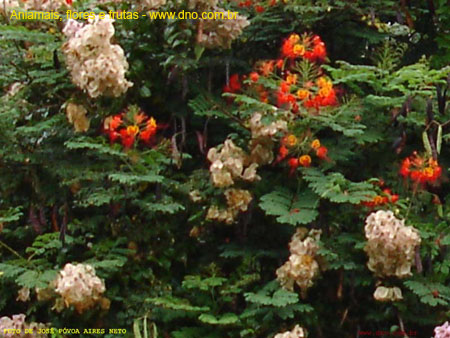 FloraFlorDianopolis_14