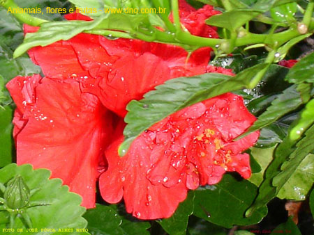 FloraFlorDianopolis_15
