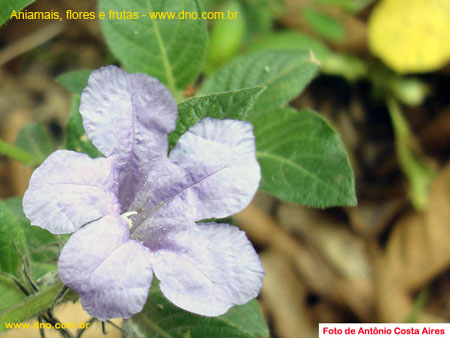 FloraFlorDianopolis_36