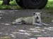 FloraAnimalCachorro