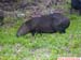 FloraAnimalCapivara