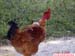 FloraAnimalGalinha_01