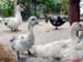 FloraAnimalPatos