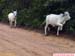 FloraAnimalVacas