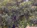 FloraArvorePéDeMuriciDoCampo