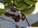 FloraFlorDianopolis_01