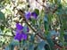FloraFlorDianopolis_03