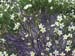 FloraFlorDianopolis_11
