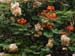 FloraFlorDianopolis_14