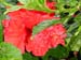 FloraFlorDianopolis_15