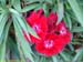 FloraFlorDianopolis_17