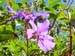 FloraFlorDianopolis_26