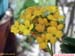 FloraFlorDianopolis_32