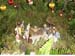 DNO_Festas_020