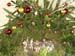 DNO_Festas_021