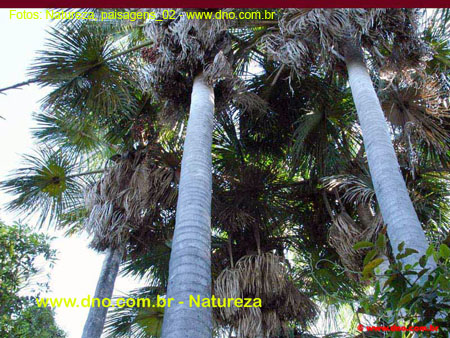 Natureza_0097