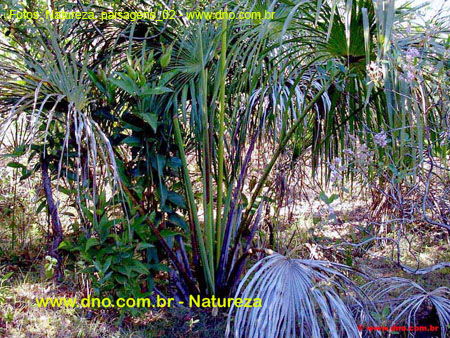 Natureza_0098