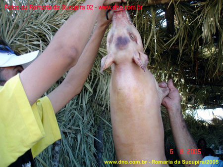 sucupira_2005_0045