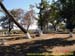 sucupira_2006_0048