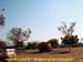 sucupira_2007_0004