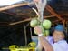 Sucupira_2015-08-02_108